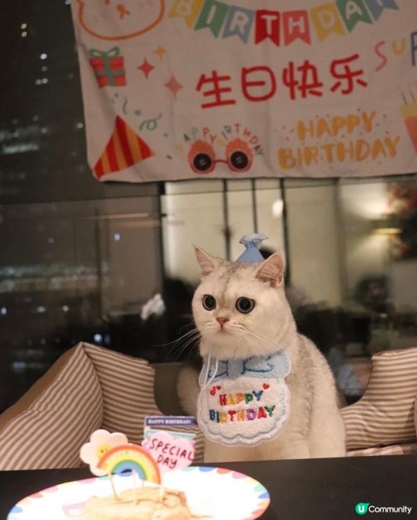 🎂 Birthday cat 😸