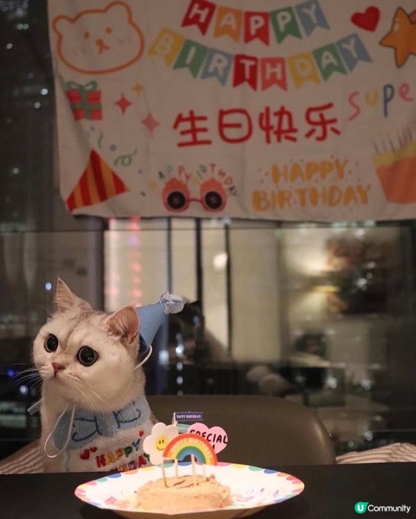 🎂 Birthday cat 😸