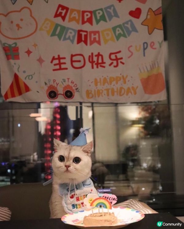 🎂 Birthday cat 😸