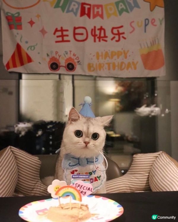 🎂 Birthday cat 😸