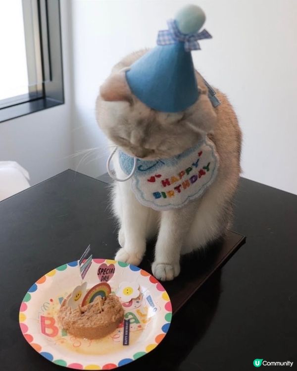 🎂 Birthday cat 😸