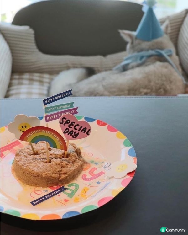 🎂 Birthday cat 😸