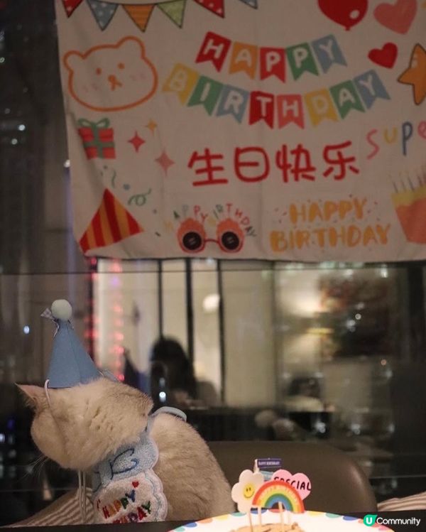 🎂 Birthday cat 😸
