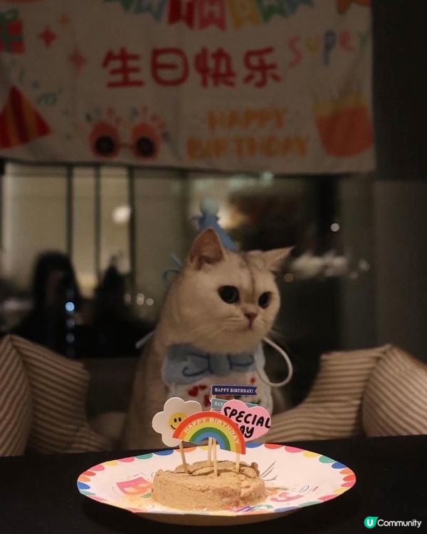 🎂 Birthday cat 😸