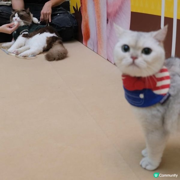 Apm第二屆天才表演嘅亞軍