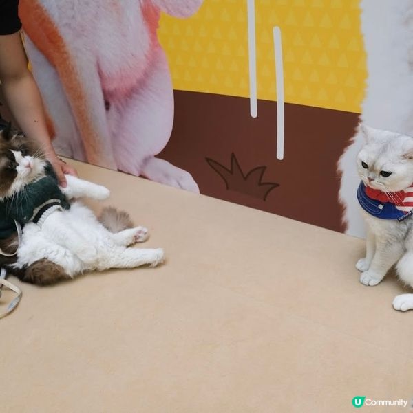 Apm第二屆天才表演嘅亞軍