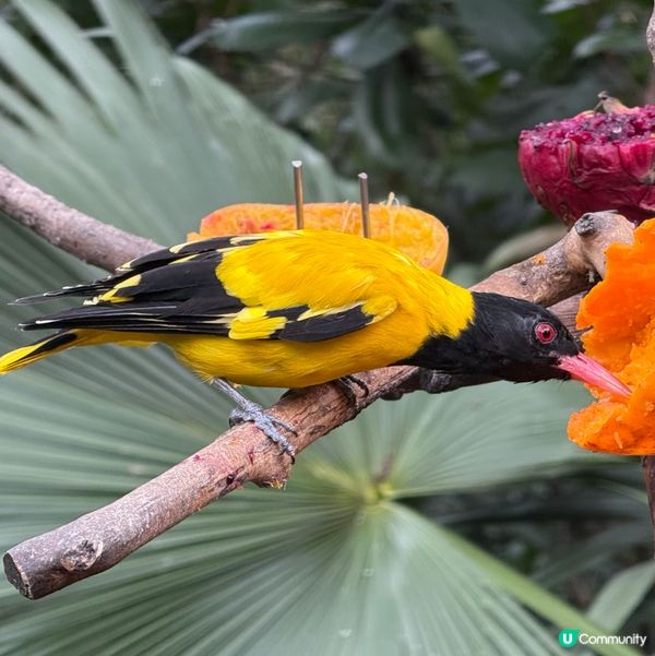 香港公園+動植物公園