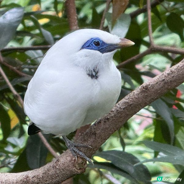 香港公園+動植物公園