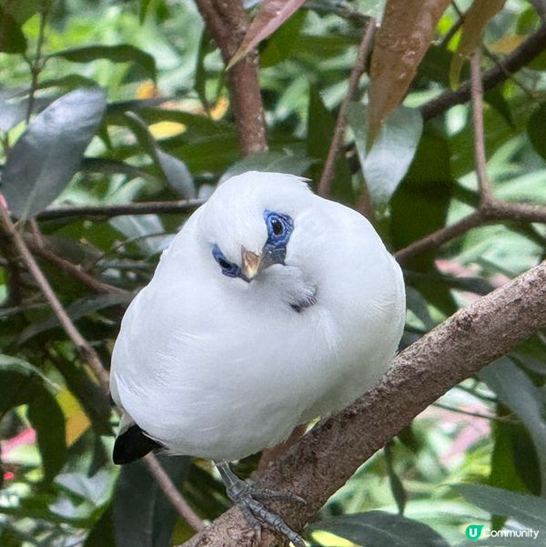 香港公園+動植物公園