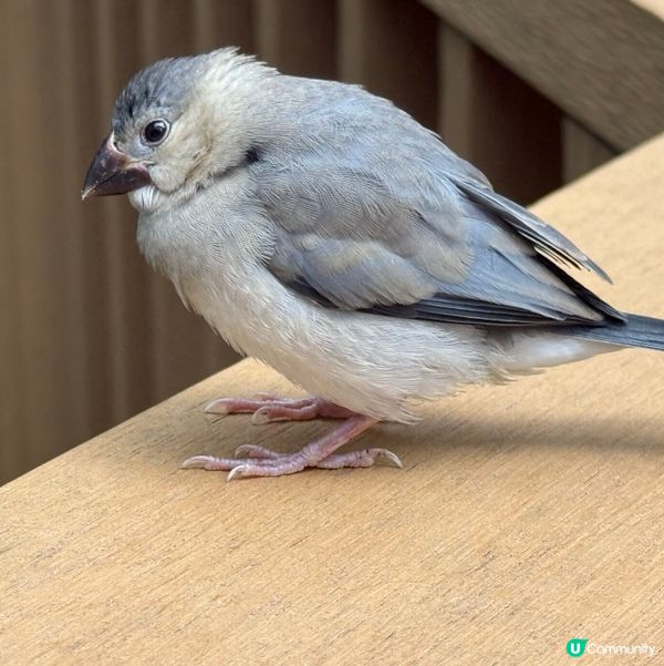 香港公園+動植物公園