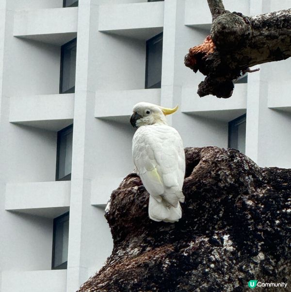 香港公園+動植物公園