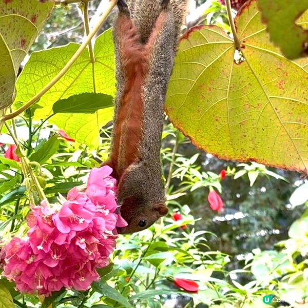 香港公園+動植物公園