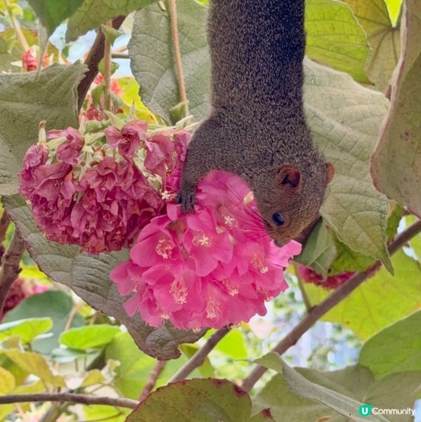 香港公園+動植物公園