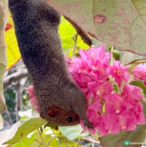 香港公園+動植物公園