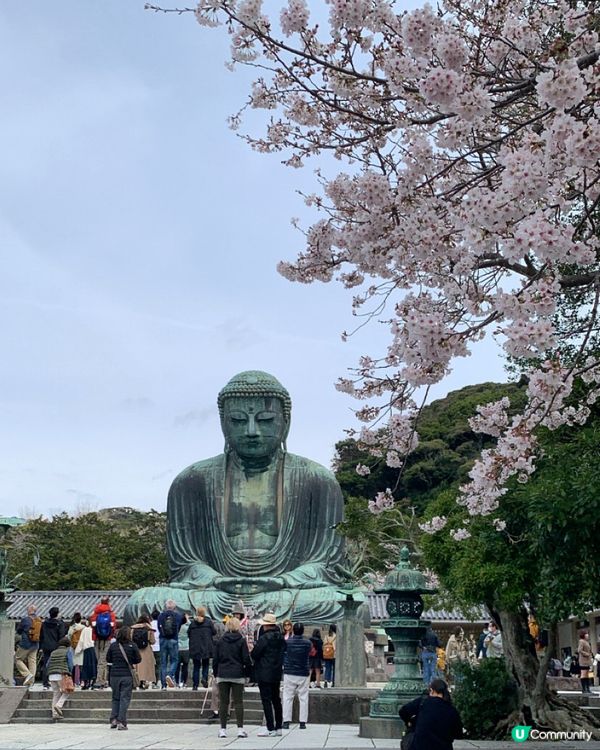 🇯🇵 神奈川県。鎌倉大佛 x 櫻花。