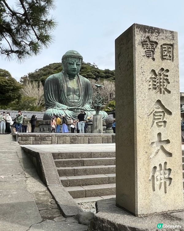 🇯🇵 神奈川県。鎌倉大佛 x 櫻花。