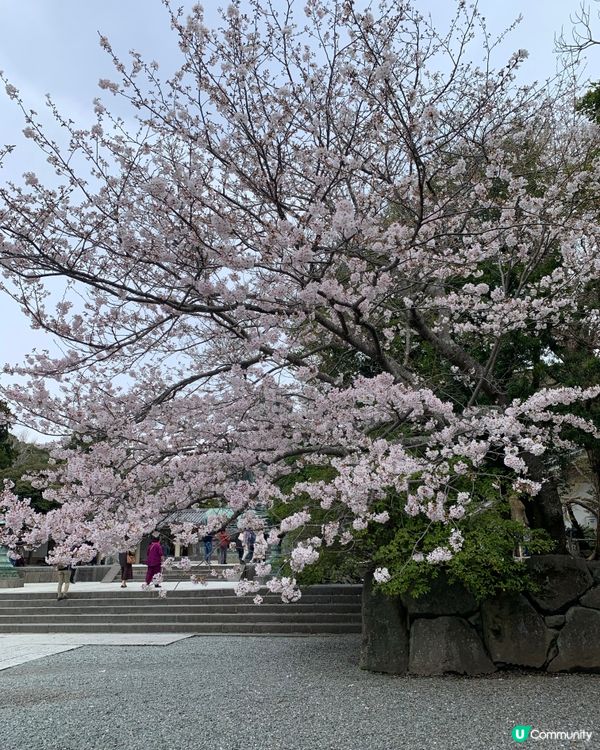 🇯🇵 神奈川県。鎌倉大佛 x 櫻花。