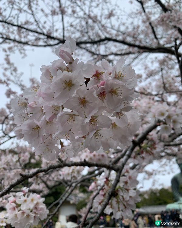 🇯🇵 神奈川県。鎌倉大佛 x 櫻花。
