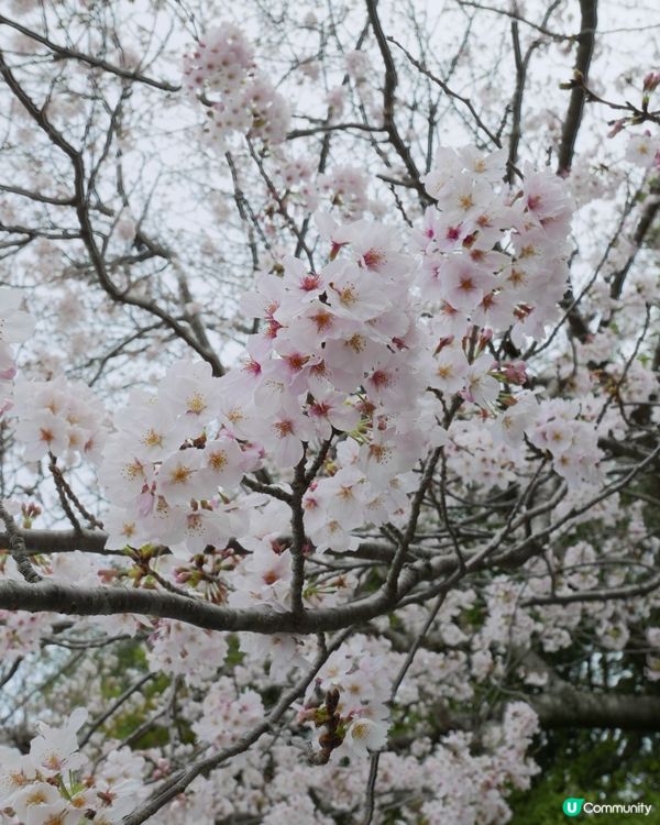 🇯🇵 神奈川県。鎌倉大佛 x 櫻花。