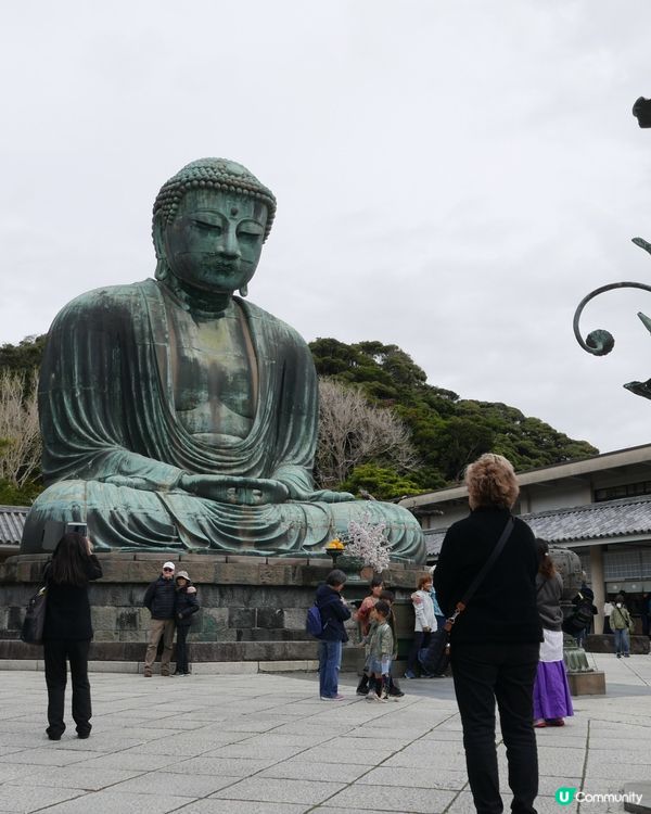 🇯🇵 神奈川県。鎌倉大佛 x 櫻花。