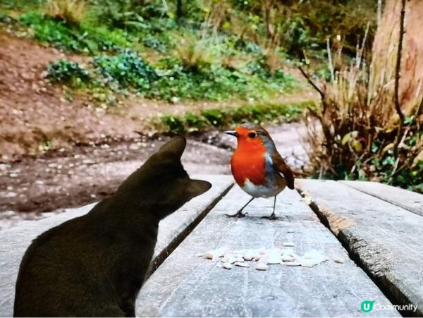 📺Cat Tv2: 今次睇雀雀🐦