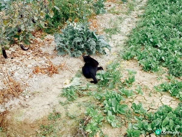 對個mon太耐，望下綠色植物啦
