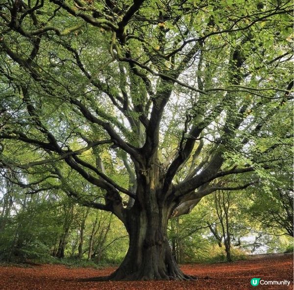 大樹療癒-最強大的療癒方法