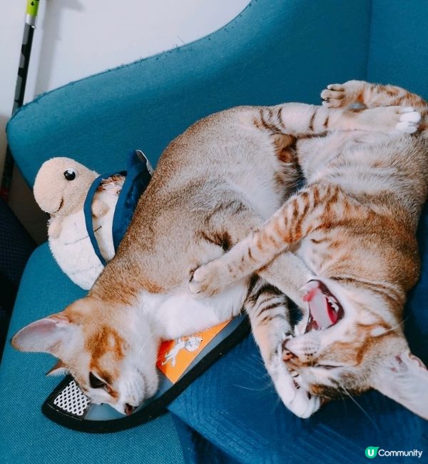 不要打了，不要再打了，要打去練舞室打！😹