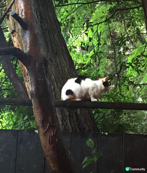 ⛩️神社貓貓3: 我眼睛想旅行，睇到太多自家主子了