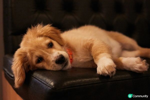 佢覺得沙發係佢地盤，但其實主人係俾租住咗。#主子lamlam...