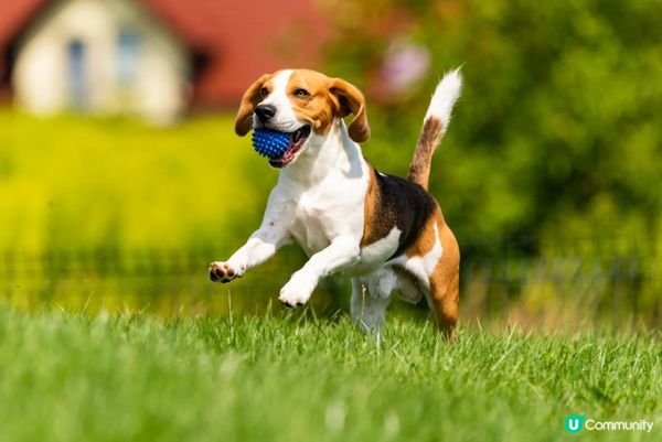 見到波波永遠唔會唔開心，完全係狗界快樂泉源。#主子lamla...