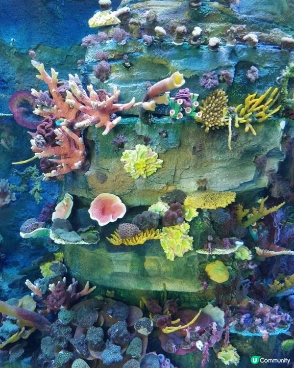 參觀海洋生物😍