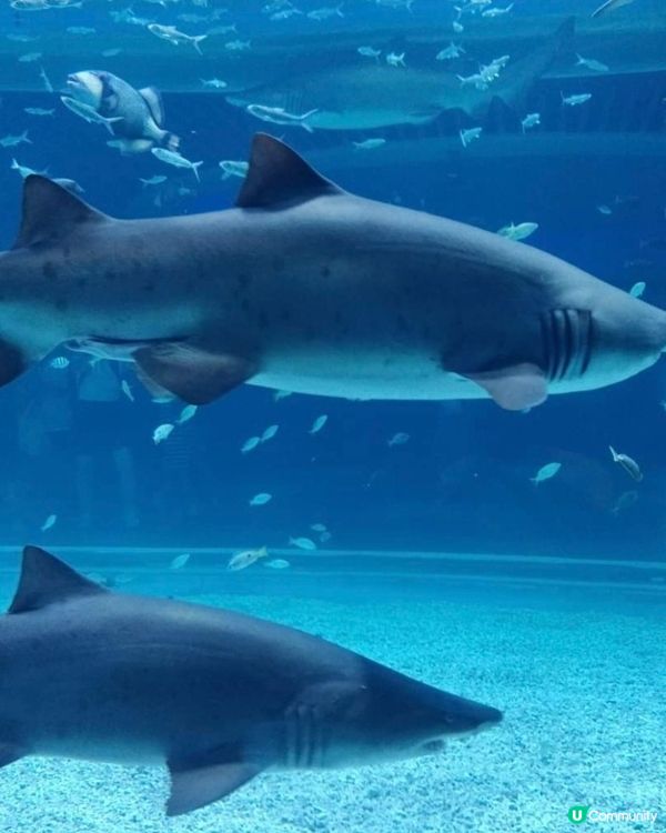 參觀海洋生物😍