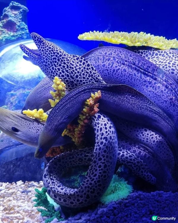 參觀海洋生物😍