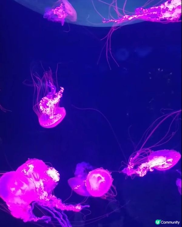 參觀海洋生物😍