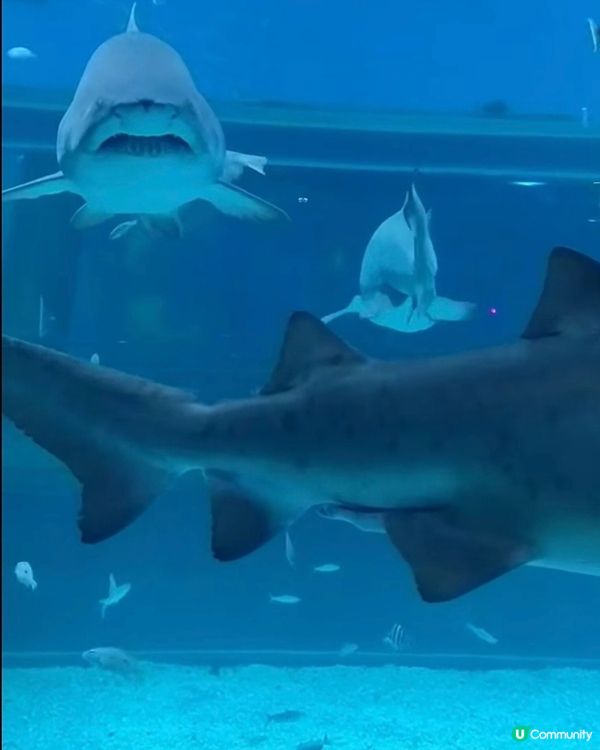 參觀海洋生物😍