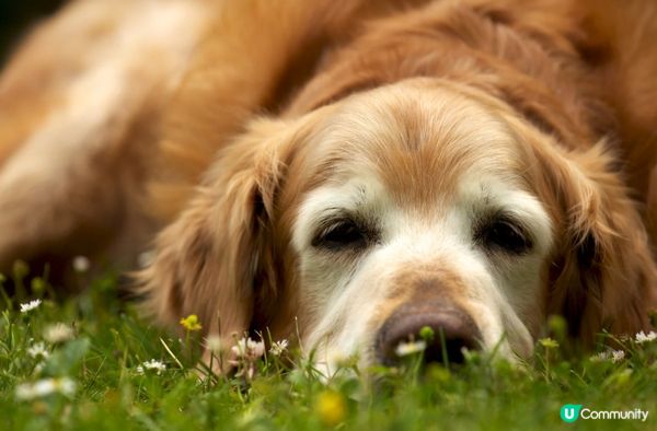 佢成日擺奇怪嘅pose，簡直係狗界模特兒！#主子lamlam...