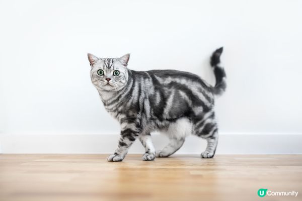 張沙發係佢地盤，你唔好越界呀。#主子SPATime