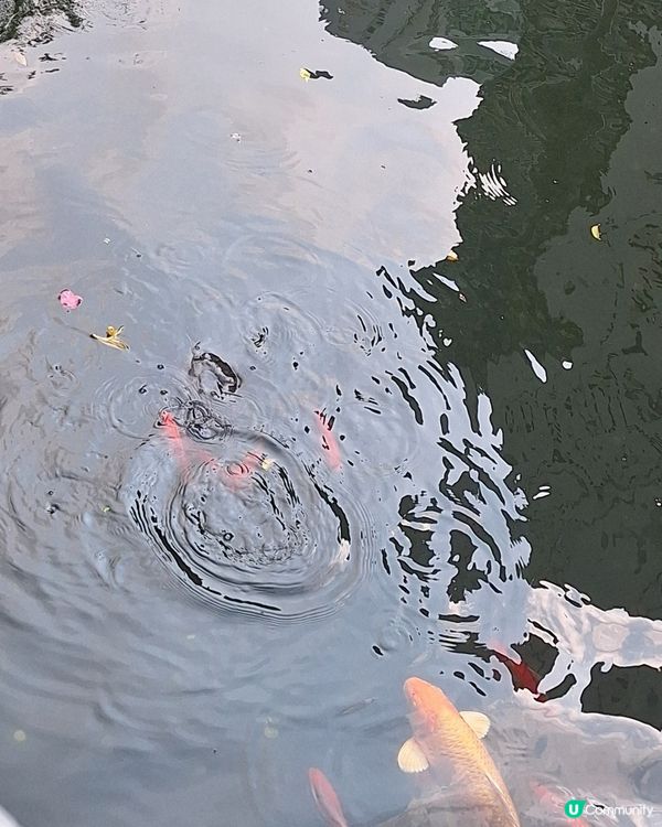 黃大仙飼