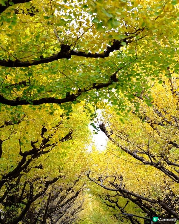 東京銀杏打卡聖地 🍂 明治神宮外苑