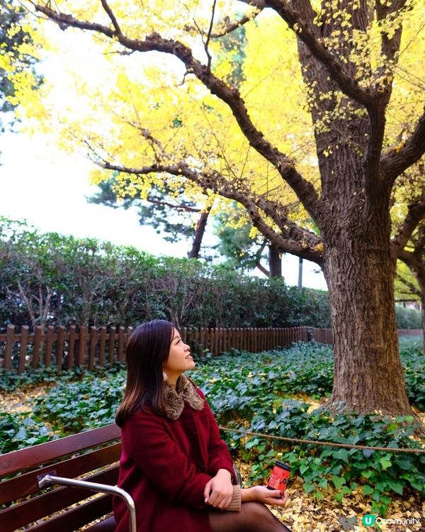 東京銀杏打卡聖地 🍂 明治神宮外苑