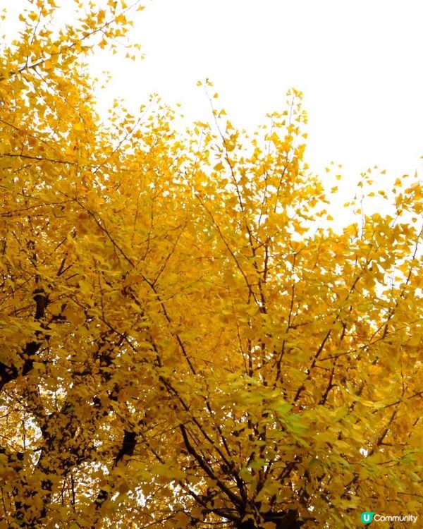 東京銀杏打卡聖地 🍂 明治神宮外苑