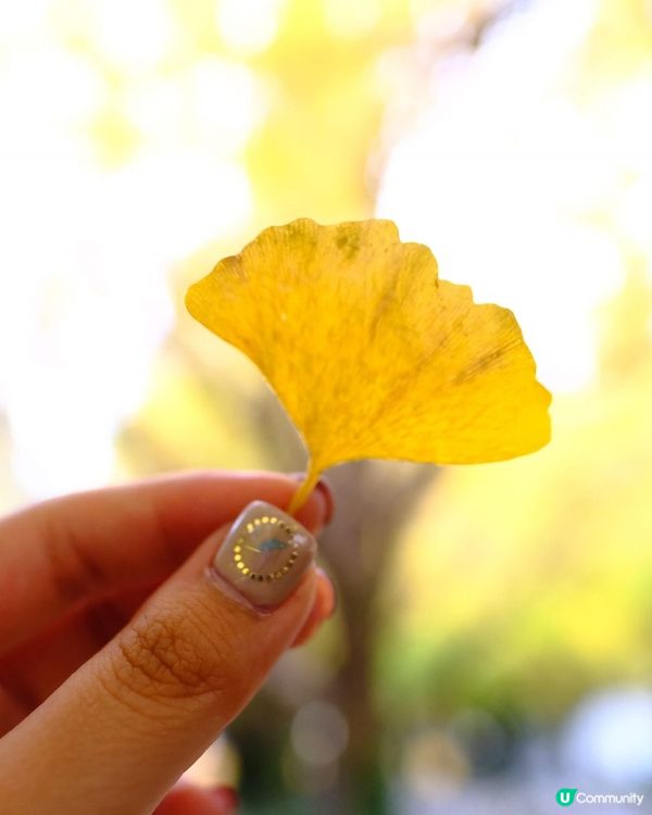 東京銀杏打卡聖地 🍂 明治神宮外苑