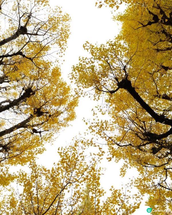 東京銀杏打卡聖地 🍂 明治神宮外苑