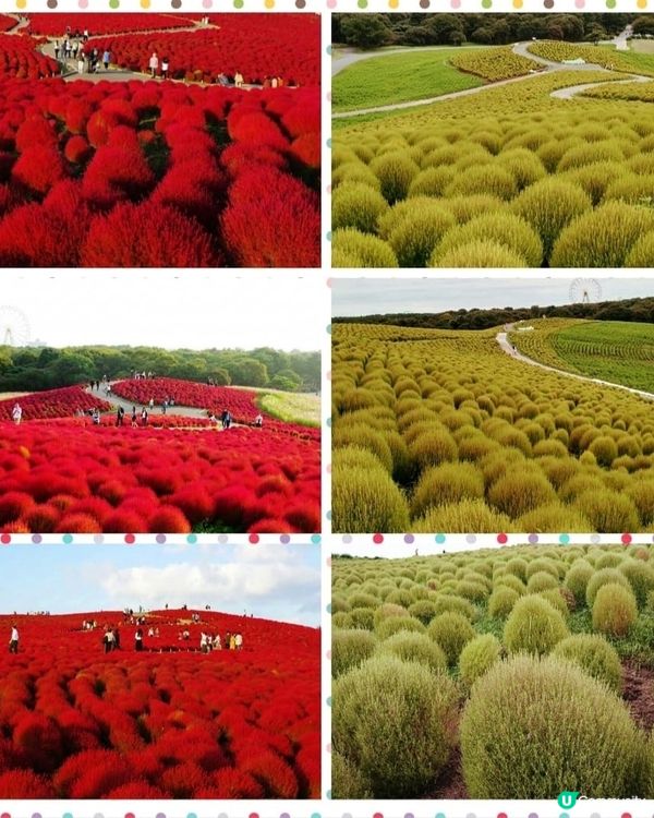 🌳青色波波草🌳