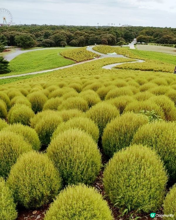 🌳青色波波草🌳