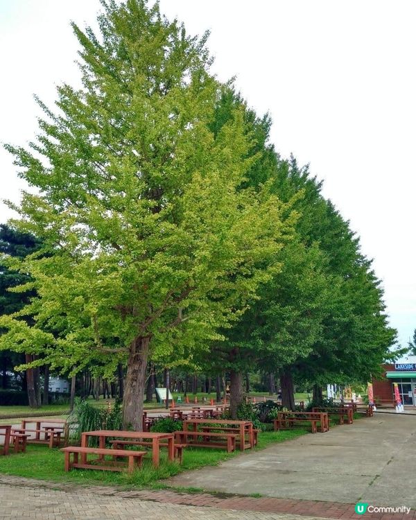 🌳青色波波草🌳