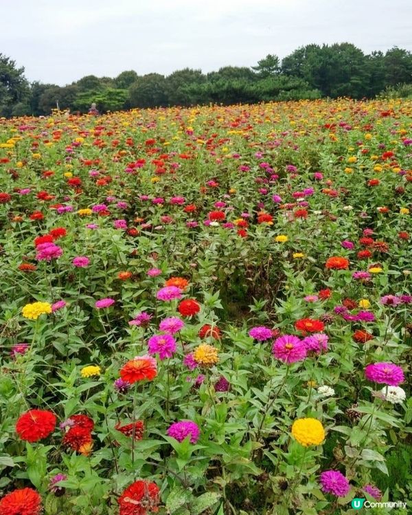 🌳青色波波草🌳