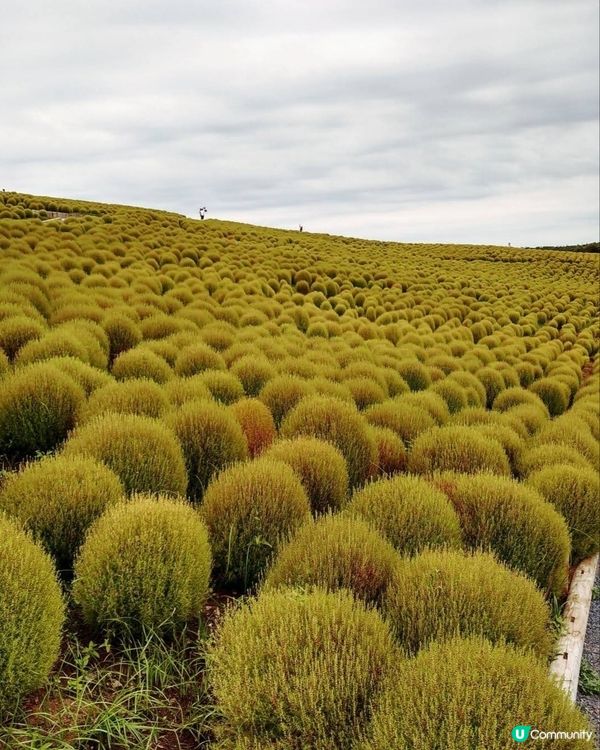 🌳青色波波草🌳
