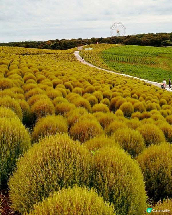 🌳青色波波草🌳